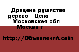 Драцена душистая дерево › Цена ­ 7 000 - Московская обл., Москва г.  »    